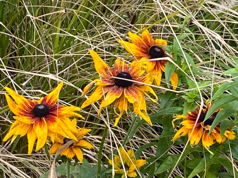 Rudbeckias en fin d'automne dans le parc de Passy, Paris 16e (75)