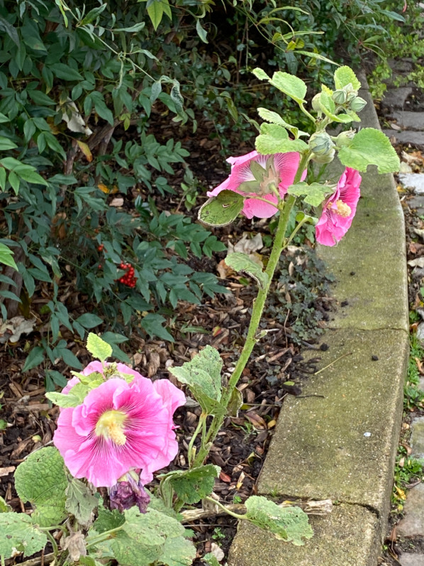 Rose trémière en fin d'automne dans le Jardin du Port de l'Arsenal, Paris 12e (75)