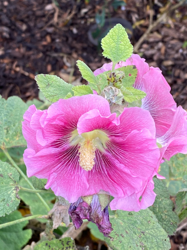 Rose trémière en fin d'automne dans le Jardin du Port de l'Arsenal, Paris 12e (75)