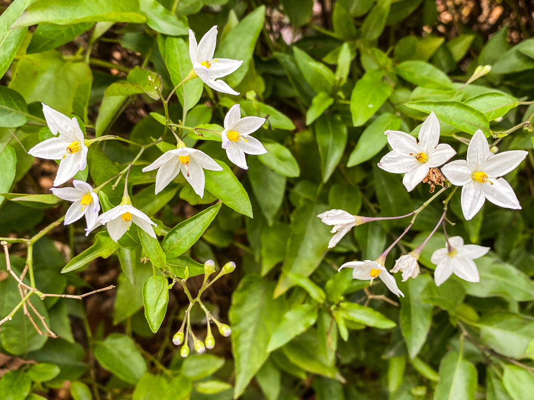 Solanum jasminoides, morelle faux-jasmin, Solanacées, floraison automnale et hivernale, Paris 7e (75)