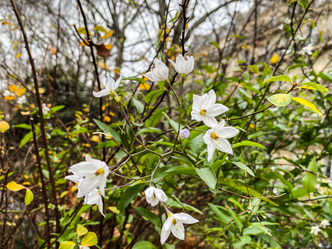 Solanum jasminoides, morelle faux-jasmin, Solanacées, floraison automnale et hivernale, Paris 7e (75)