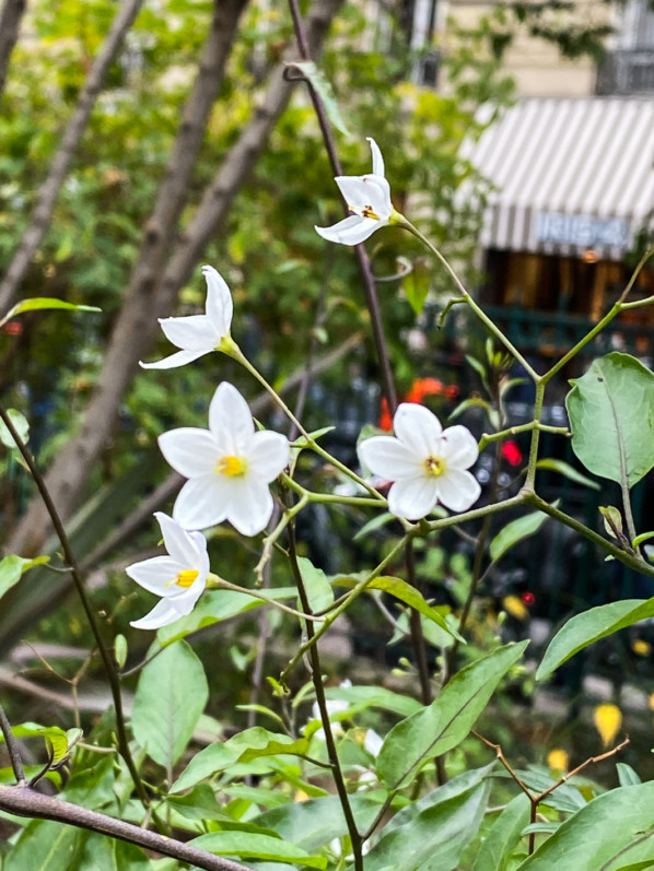 Solanum jasminoides, morelle faux-jasmin, Solanacées, floraison automnale et hivernale, Paris 7e (75)