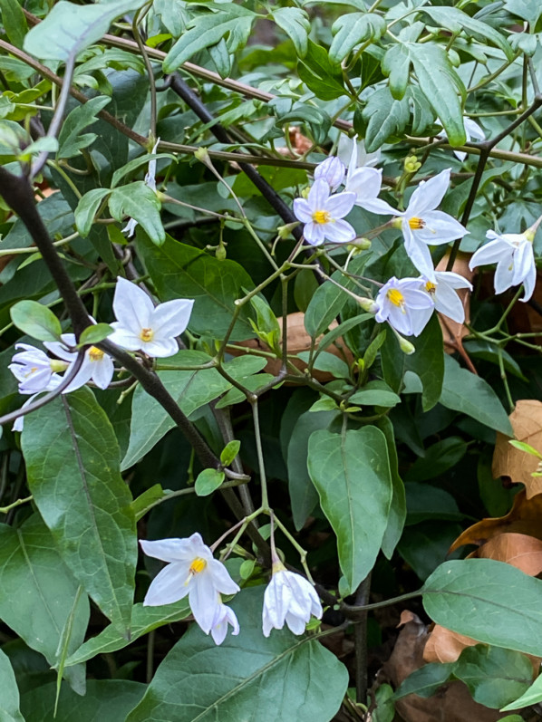 Solanum jasminoides, morelle faux-jasmin, Solanacées, floraison automnale et hivernale, Paris 7e (75)
