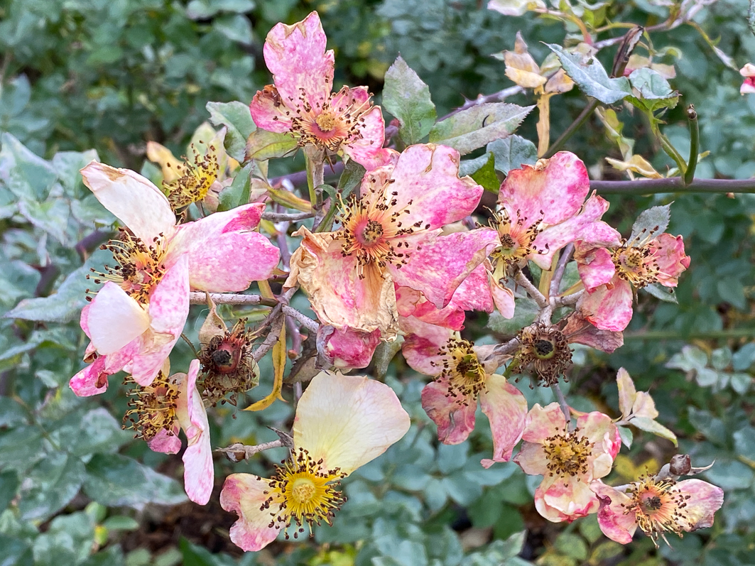 Roses fanées en fin d'automne dans le Jardin du Port de l'Arsenal, Paris 12e (75)