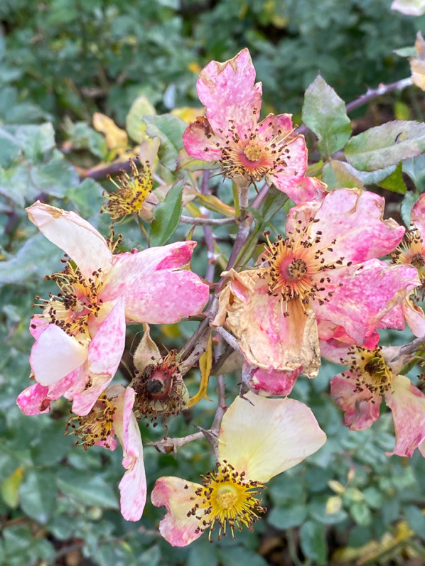 Roses fanées en fin d'automne dans le Jardin du Port de l'Arsenal, Paris 12e (75)