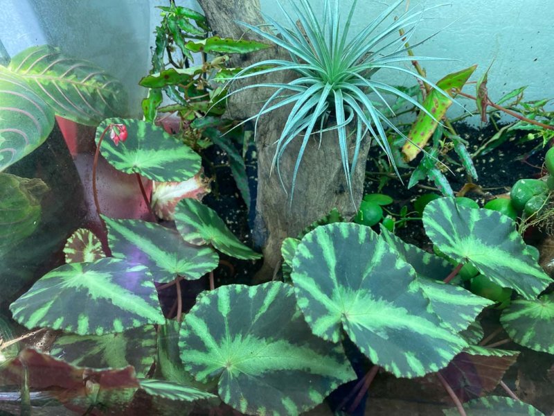Lire la suite à propos de l’article Terrarium, quand la technique te lâche…