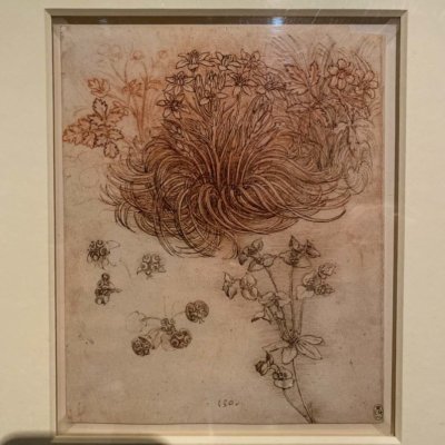 Lire la suite à propos de l’article Étoile de Bethléem, anémone et euphorbe, Léonard de Vinci