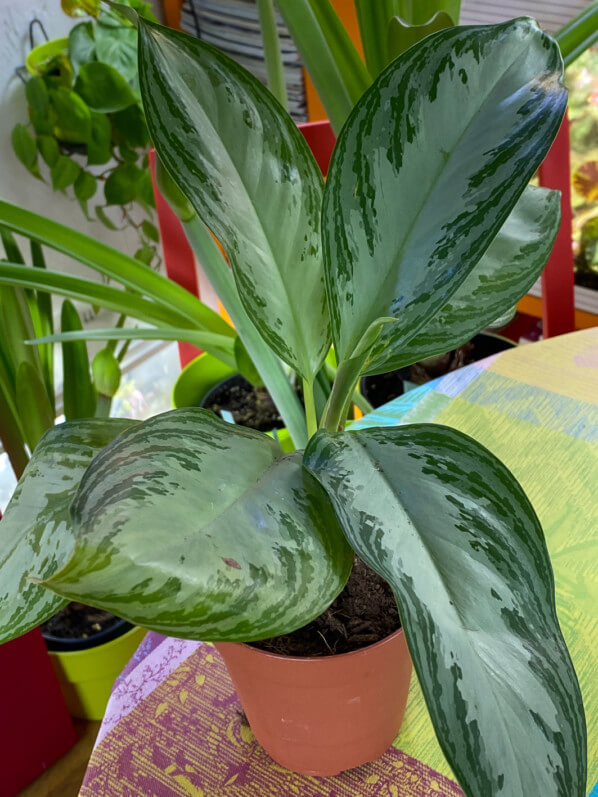Aglaonema, Araceae, Aracée, Aracées, plante d'intérieur, Paris 19e (75)