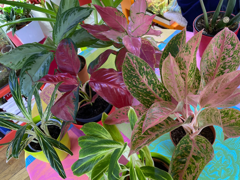 Aglaonema, Araceae, Aracée, Aracées, plante d'intérieur, Paris 19e (75)