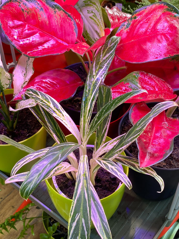 Aglaonema, Araceae, Aracée, Aracées, plante d'intérieur, Paris 19e (75)