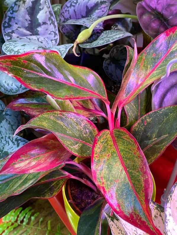 Aglaonema 'Crete', Araceae, plante d'intérieur, Paris 19e (75)