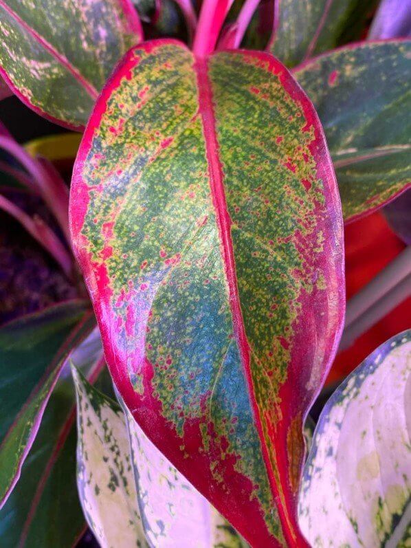 Aglaonema 'Crete', Araceae, plante d'intérieur, Paris 19e (75)