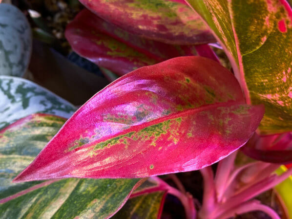 Aglaonema 'Crete', Araceae, plante d'intérieur, Paris 19e (75)