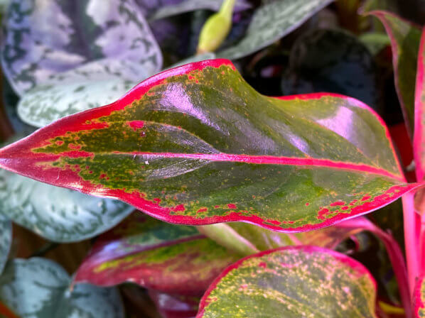 Aglaonema 'Crete', Araceae, plante d'intérieur, Paris 19e (75)