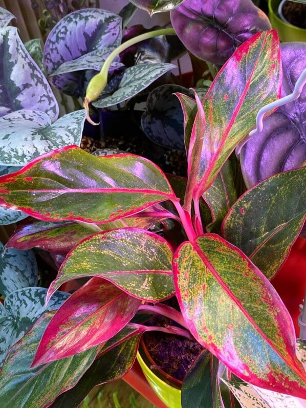 Aglaonema 'Crete', Araceae, plante d'intérieur, Paris 19e (75)