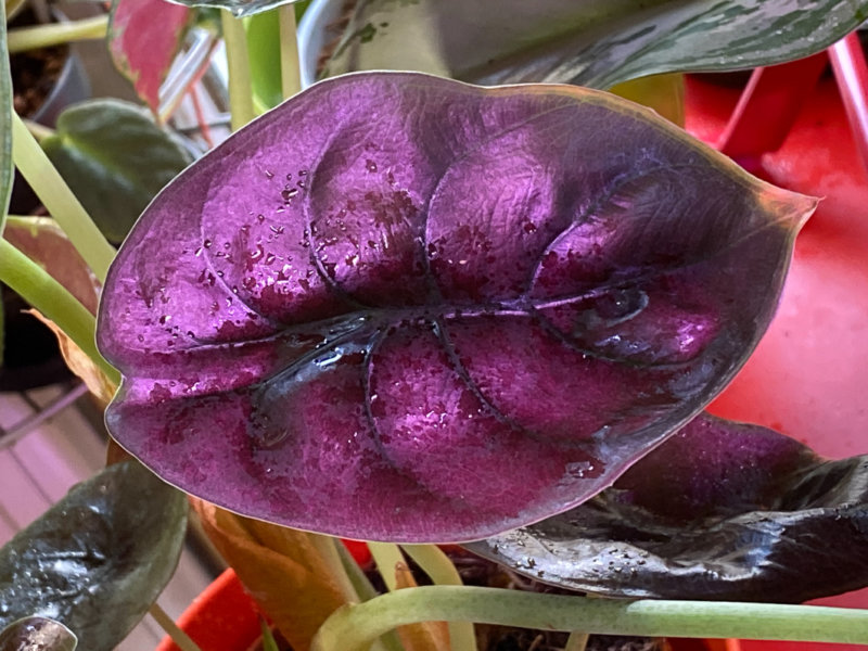 Alocasia cuprea 'Red Secret', Araceae, Aracée, Aracées, plante d'intérieur, Paris 19e (75)