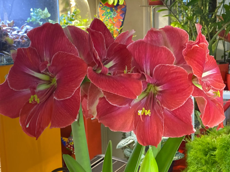 Hippeastrum 'Magical Touch', amaryllis, plante bulbeuse, plante d'intérieur, Paris 19e (75)