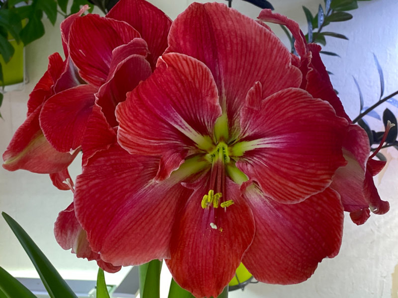 Hippeastrum 'Magical Touch', amaryllis, plante bulbeuse, plante d'intérieur, Paris 19e (75)