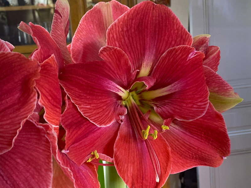 Hippeastrum 'Magical Touch', amaryllis, plante bulbeuse, plante d'intérieur, Paris 19e (75)