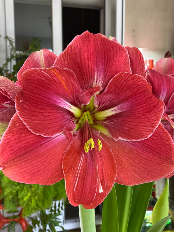 Hippeastrum 'Magical Touch', amaryllis, plante bulbeuse, plante d'intérieur, Paris 19e (75)