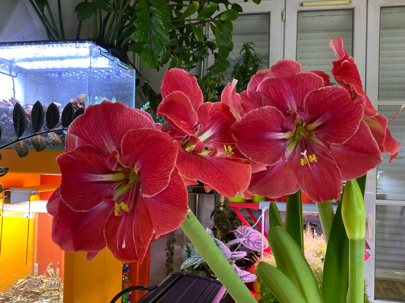 Hippeastrum 'Magical Touch', amaryllis, plante bulbeuse, plante d'intérieur, Paris 19e (75)