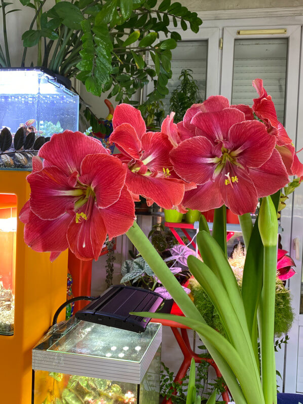 Hippeastrum 'Magical Touch', amaryllis, plante bulbeuse, plante d'intérieur, Paris 19e (75)