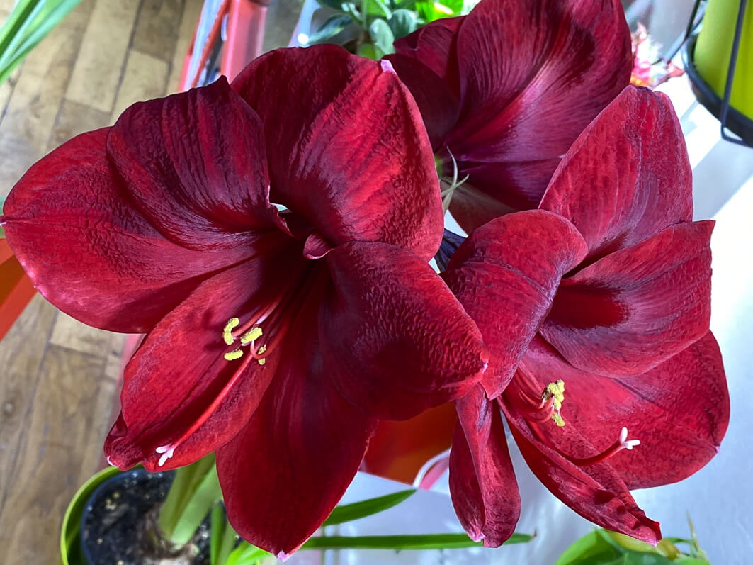 Amaryllis, Hippeastrum 'Royal Velvet', plante d'intérieur, Paris 19e (75)