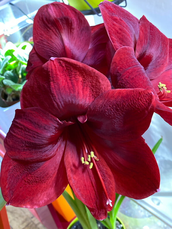 Amaryllis, Hippeastrum 'Royal Velvet', plante d'intérieur, Paris 19e (75)