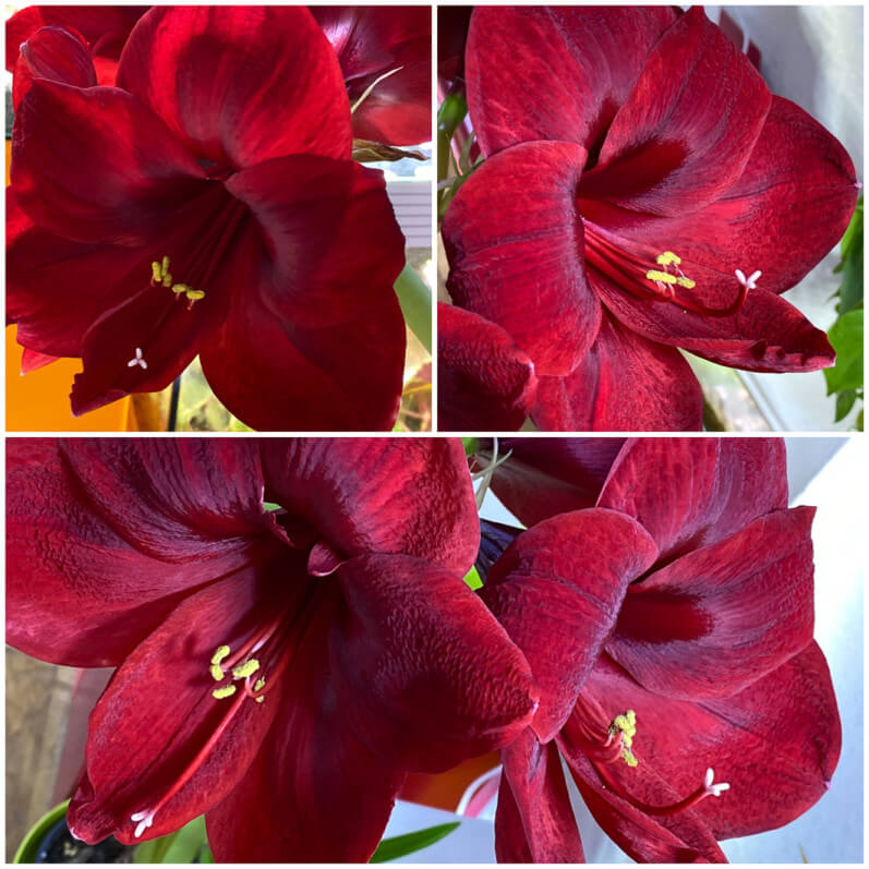 Amaryllis, Hippeastrum 'Royal Velvet', plante d'intérieur, Paris 19e (75), collage Moldiv