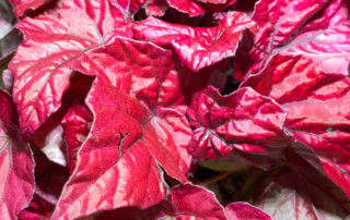 Bégonia Rex hybride à feuillage rouge, plante d'intérieur, Paris 19e (75)