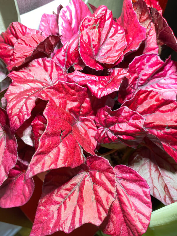 Lire la suite à propos de l’article Bégonia Rex hybride rouge intense et éclatant