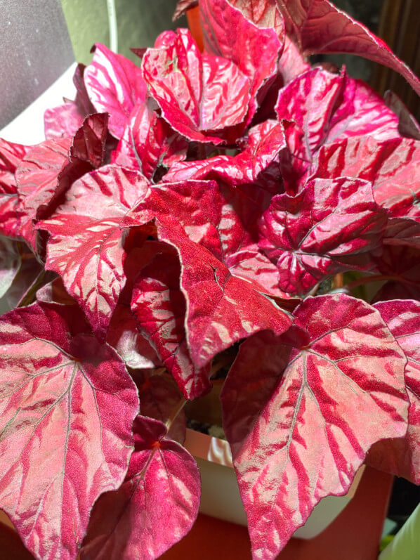 Bégonia Rex hybride à feuillage rouge, plante d'intérieur, Paris 19e (75)