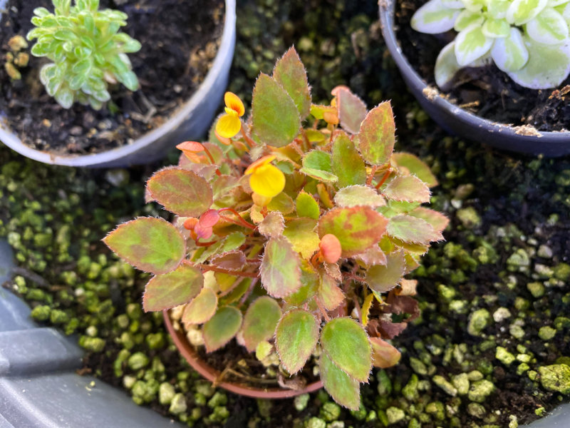 Begonia vankerckhovenii, Bégoniacées, plante d'intérieur, Paris 19e (75)