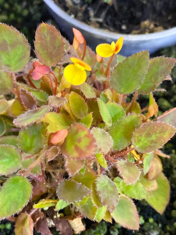 Begonia vankerckhovenii, Bégoniacées, plante d'intérieur, Paris 19e (75)