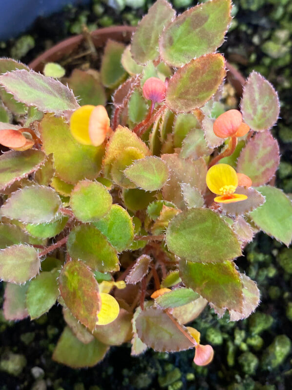 Begonia vankerckhovenii, Bégoniacées, plante d'intérieur, Paris 19e (75)