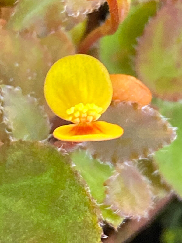 Begonia vankerckhovenii, Bégoniacées, plante d'intérieur, Paris 19e (75)