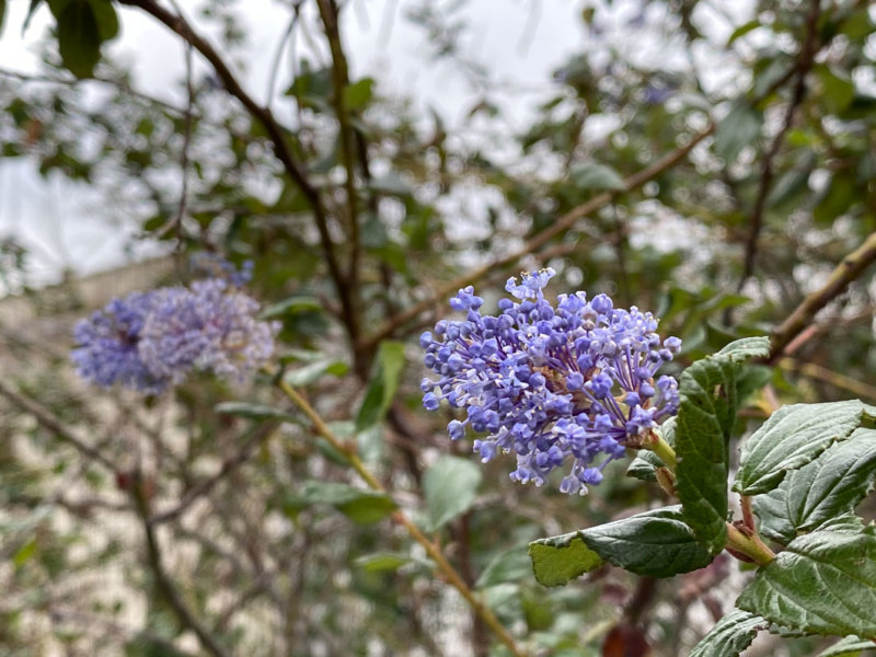 Céanothe fleuri en hiver dans le parc de la Villette