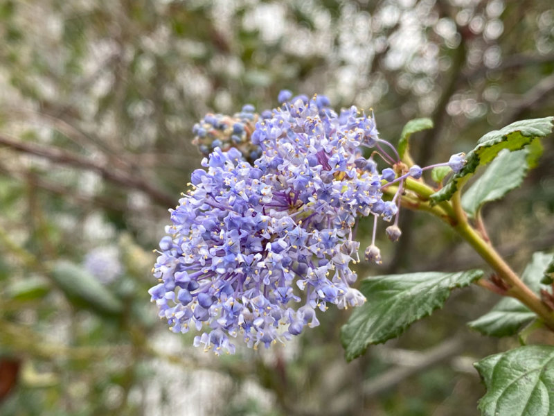 Céanothe fleuri en hiver dans le parc de la Villette