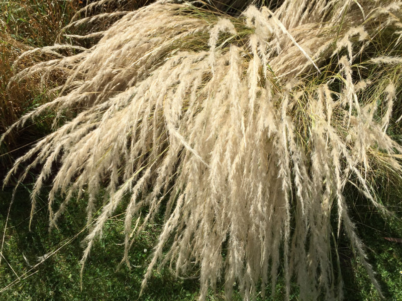 Stipa ichu, graminée, plante vivace, Kew Gardens, Londres (UK)