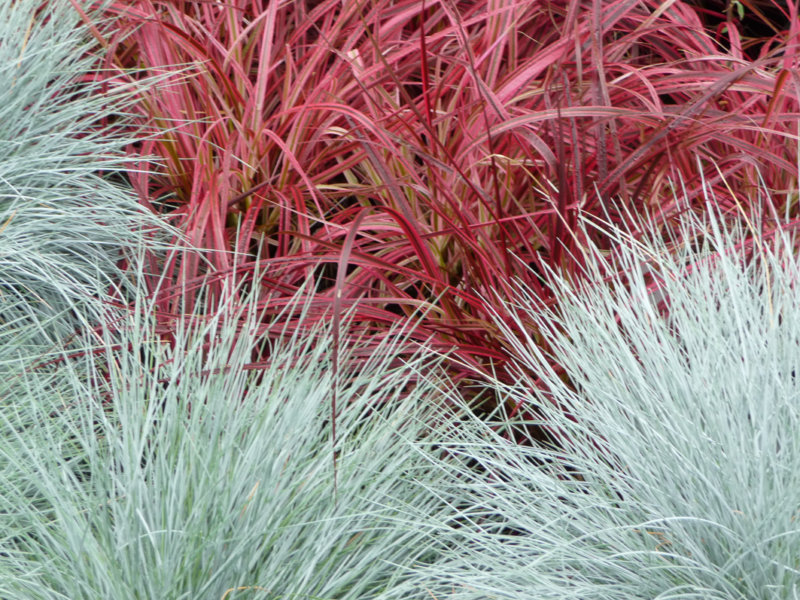 Festuca glauca 'Intense Blue'