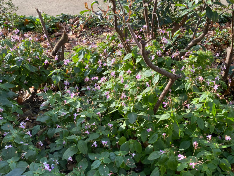 Impatiens balfourii en hiver dans le Square May Picqueray, Paris 11e (75)