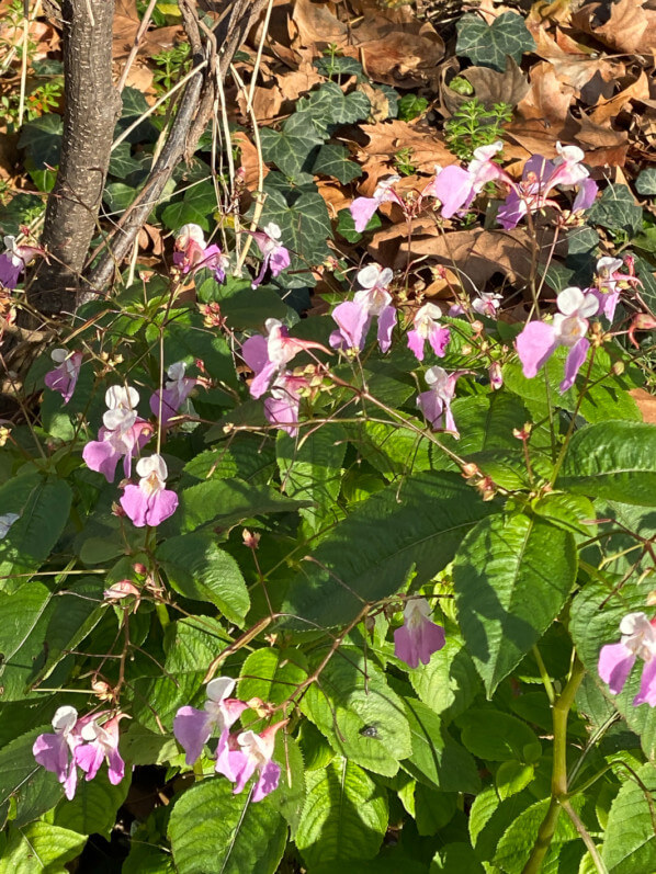 Impatiens balfourii en hiver dans le Square May Picqueray, Paris 11e (75)