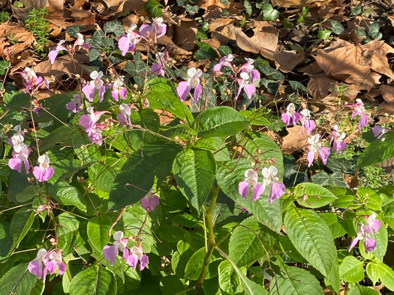 Impatiens balfourii en hiver dans le Square May Picqueray, Paris 11e (75)