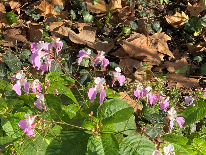 Impatiens balfourii en hiver dans le Square May Picqueray, Paris 11e (75)