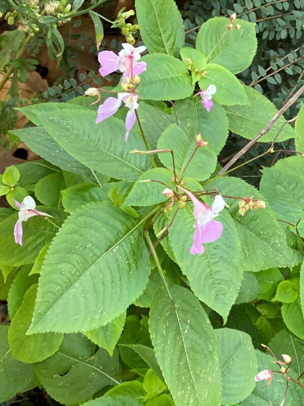 Impatiens balfourii en hiver dans le Square May Picqueray, Paris 11e (75)