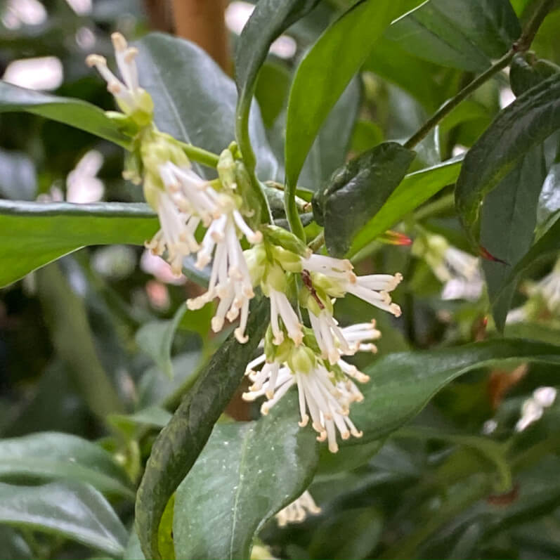 Floraison du Sarcococca confusa, arbuste à fleurs, sur mon balcon parisien, Paris 19e (75)