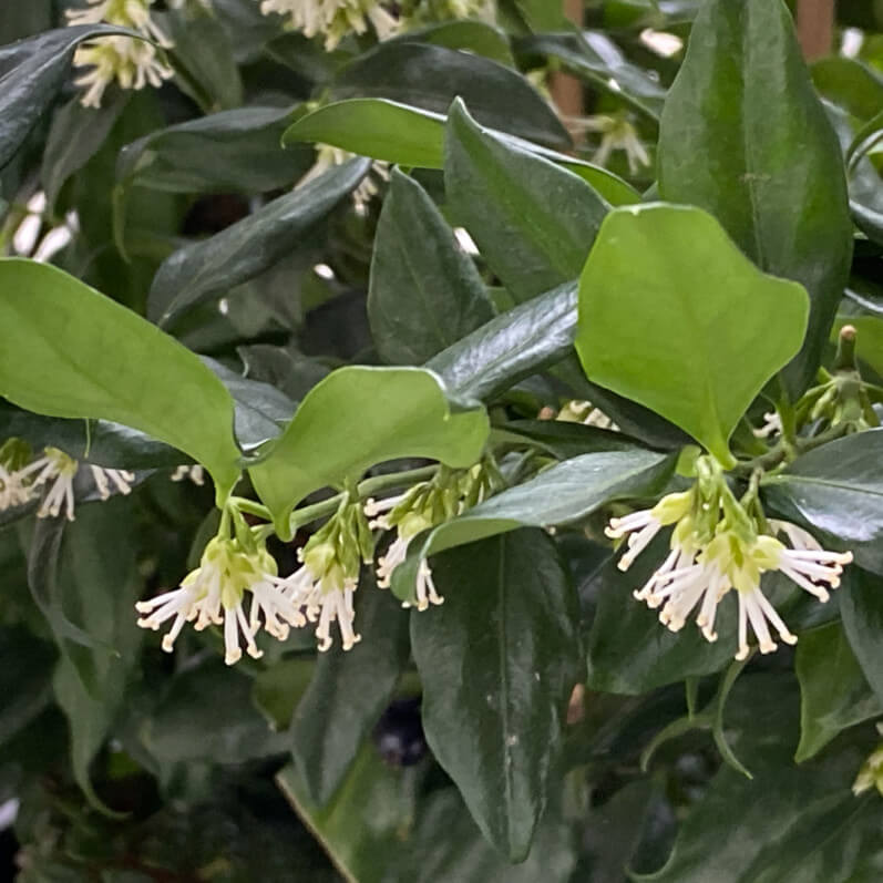 Floraison du Sarcococca confusa, arbuste à fleurs, sur mon balcon parisien, Paris 19e (75)