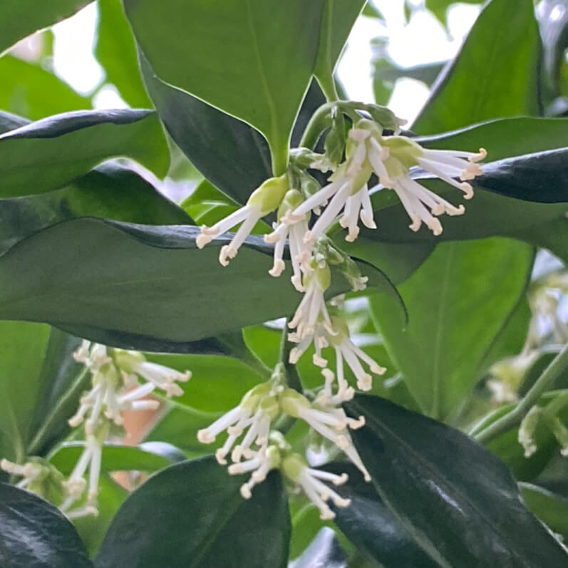 Floraison du Sarcococca confusa, arbuste à fleurs, sur mon balcon parisien, Paris 19e (75)