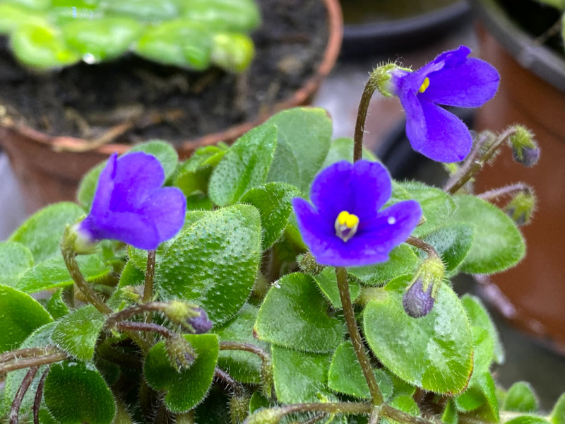 Streptocarpus (ex Saintpaulia) 'Senk's Fruit Fly', Gesnériacées, plante d'intérieur, Paris 19e (75)