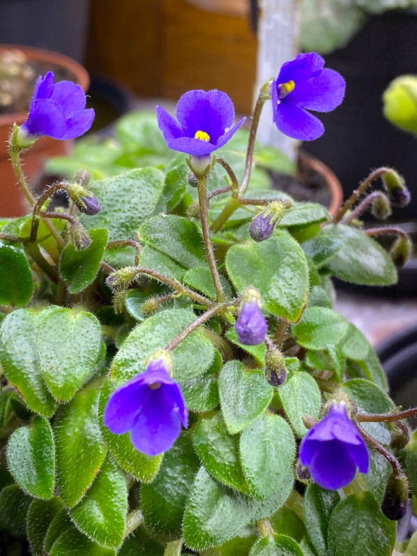 Streptocarpus (ex Saintpaulia) 'Senk's Fruit Fly', Gesnériacées, plante d'intérieur, Paris 19e (75)